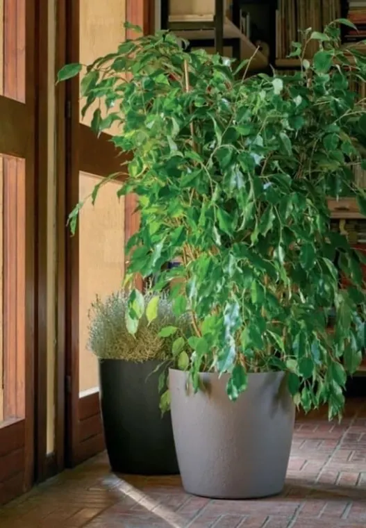 Árbol ornamental de follaje verde en maceta gris junto a un acceso