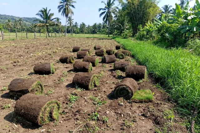 Rollos de grama natural en tepe sobre un terreno de cultivo