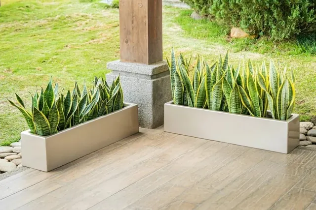 Dos jardineras rectangulares blancas con plantas de hojas verticales