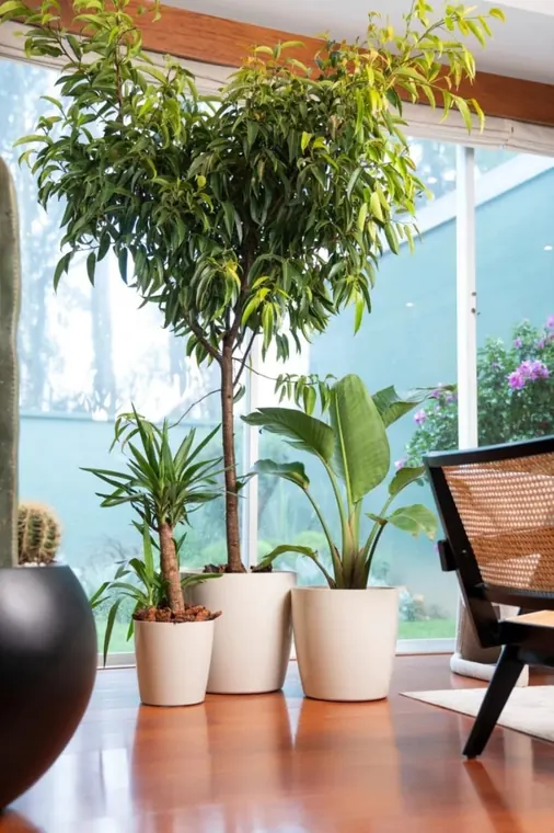 Plantas de distintas alturas en macetas blancas junto a un ventanal